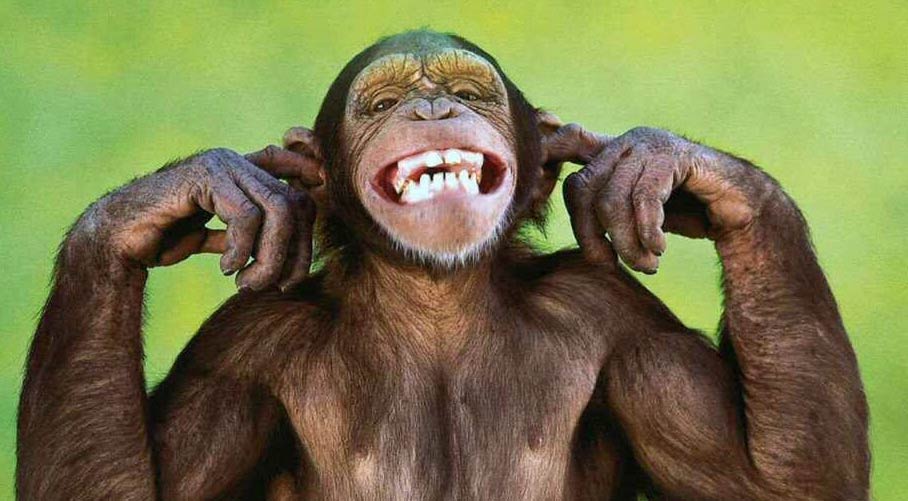 Photo of monkey with fingers in ears