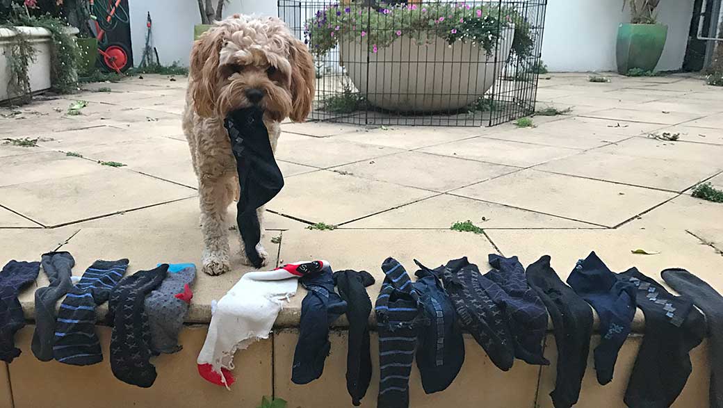 Photo of Leo the dog with a collection of socks